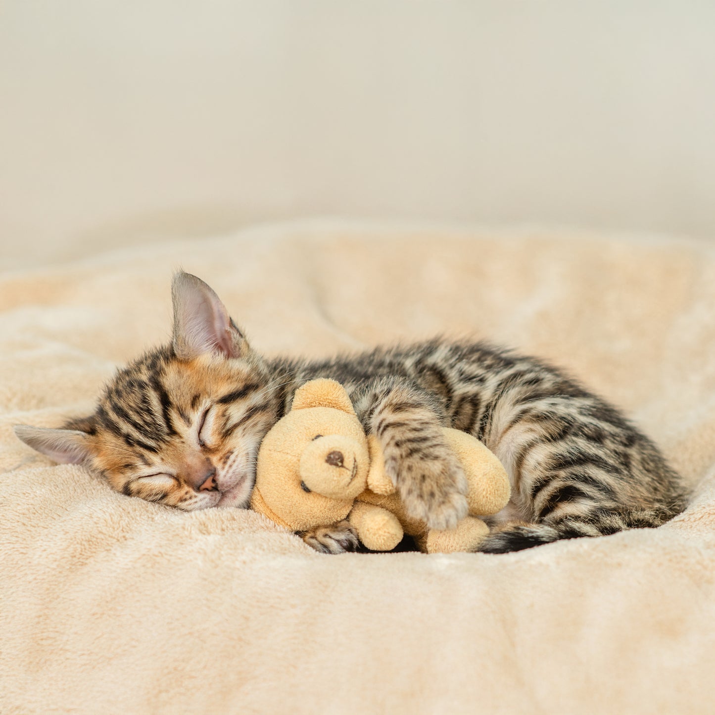 Kuscheliges Haustierbett